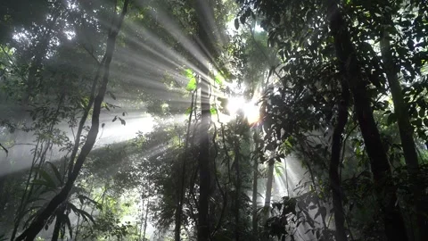 Divine Light Shining Through Tropical Rainforest After Rain Stock Footage 313494810