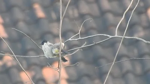 A Divine Romance: A Pair of Sooty-headed Bulbuls Embracing the Wilderness Stock Footage 308474740