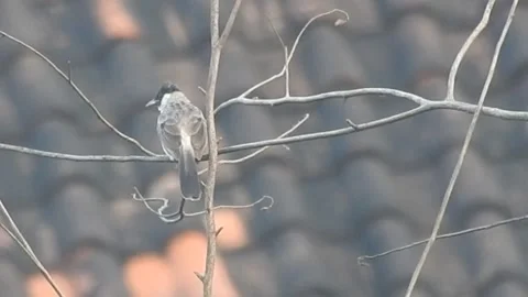 A Divine Romance: A Pair of Sooty-headed Bulbuls Embracing the Wilderness Stock Footage 308474753