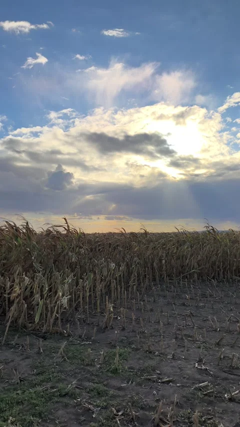 Divine sun rays over autumn cornfield Vídeo Stock 346242295