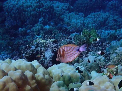 Diving (56) Stock Photos