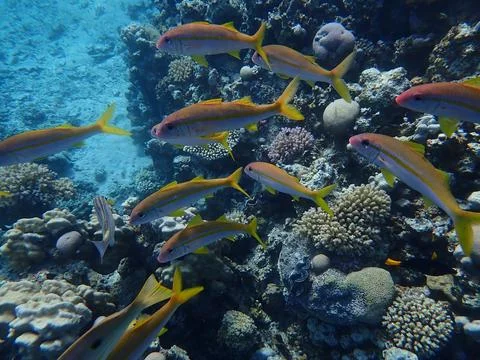 Diving (74) Stock Photos