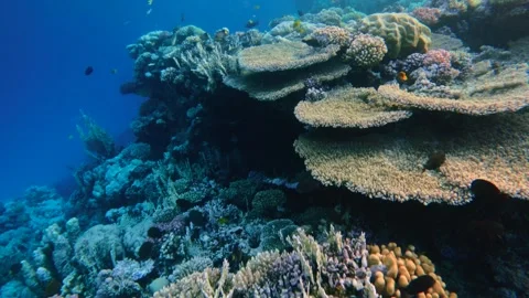 Diving above table coral structure and reef fish in the deep of Red Sea Stock Footage 340600421