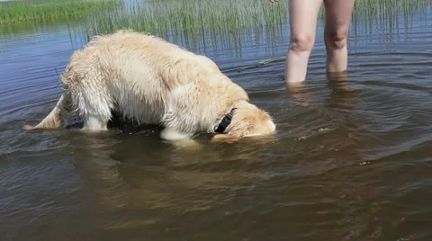 Diving after stone. Stock Footage 49423460