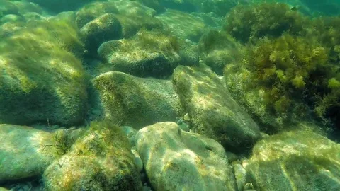 Diving along a reef of a underwater world while passing fish Video stock 69802053