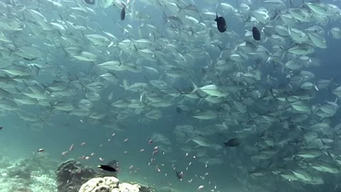 Diving Amidst a Jackfish Storm in Sipadan Island, Indonesia Stock Footage 324169827