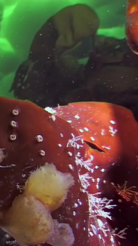 Diving among bizarre creatures of the White Sea in the Arctic Stock Footage 314132718