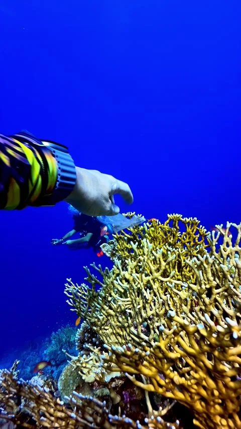 Diving Among the Corals Vidéo 347708682