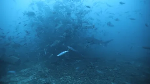 Diving among sharks and schools of fish off the coast of Fiji Video stock 318214819
