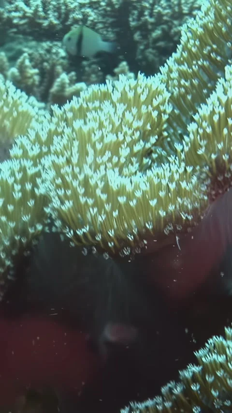 Diving among soft corals in the azure waters of maldives Stock Footage 312491767