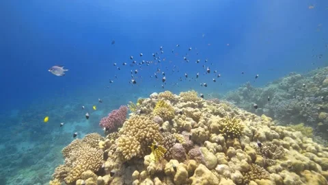 Diving amongst the corals Stock-Footage 233396573