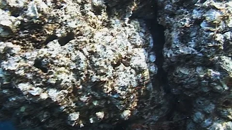 Diving and Reflections in Papua New Guinea and Indonesia's Waters Stock Footage 324175673