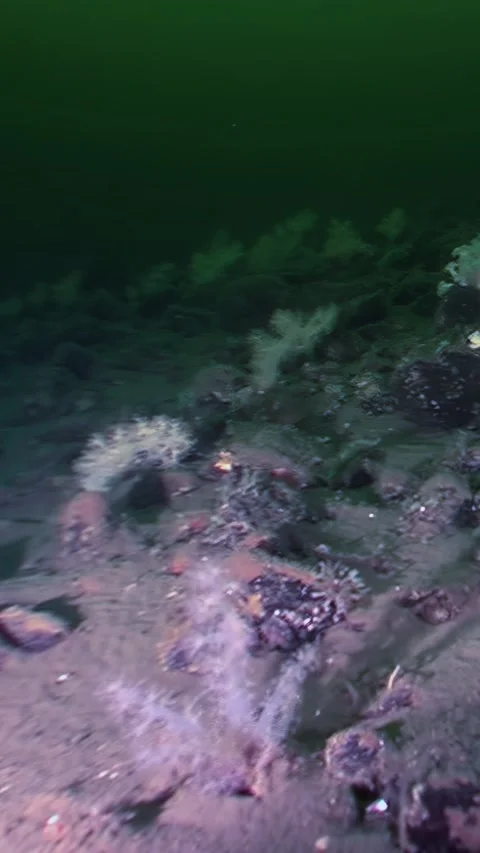 Diving Into Arctic Waters Discovering Strange Marine Lifeforms 스톡 동영상 320326560