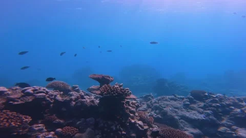 Diving around shallow depth salt ocean sea water with various coral reef and fis Video stock 251301730