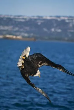 Diving Bald Eagle Stock Photos