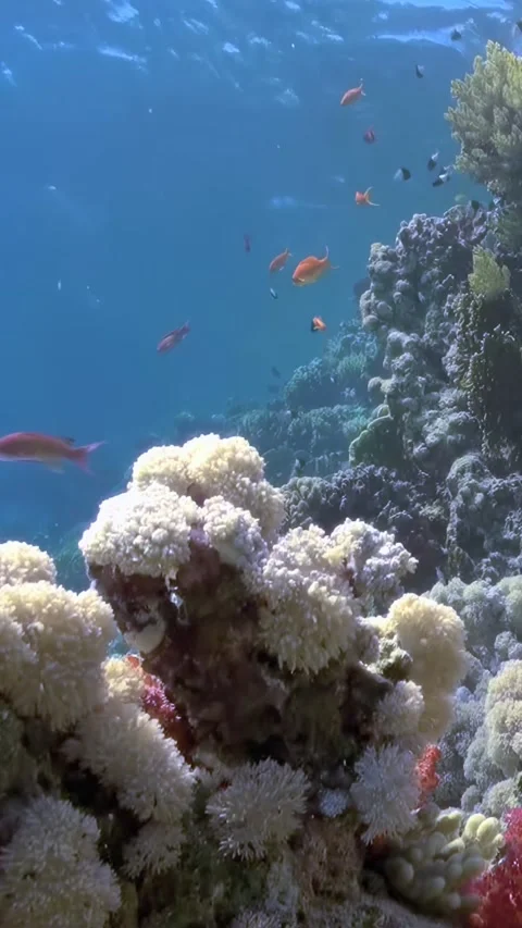 Diving Into a Beautiful Coral Reef Ecosystem in the Red Sea Stock Footage 321018143