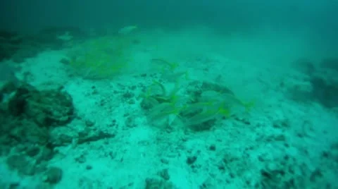 Diving beautiful silver yellow reef fish Pacific Ocean Mexico HD 0055 Stock Footage 12525955