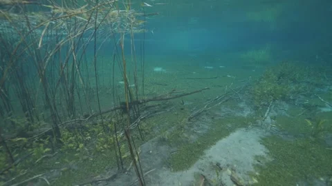 Diving in a beautiful underwater environment with algae and reeds in a pool Stock Footage 340137354