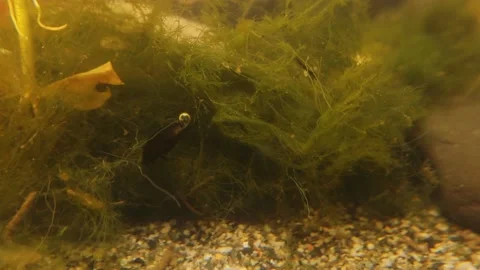 Diving beetle. Creatures live in a pond near a river. Insects, insect. Bugs, bug Stock Footage 196001921