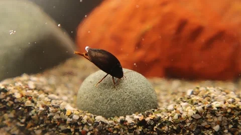 Diving beetle. Creatures live in a pond near a river. Insects, insect. Bugs, bug Stock Footage 197038356