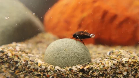 Diving beetle. Creatures live in a pond near a river. Insects, insect. Bugs, bug Stock Footage 197043633
