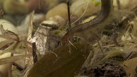 Diving beetle larvae ,Pond life Stock Footage 79901077