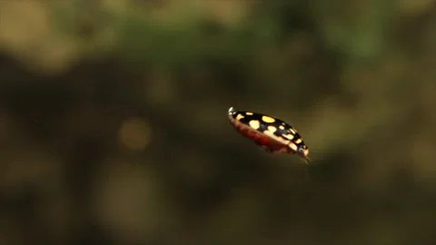 Diving beetle swimming in lake Stock Footage 150713670