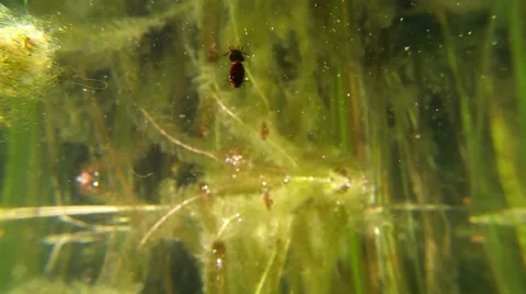 Diving beetle taking air and diving Video stock 44086002