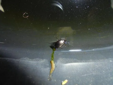 Diving beetle on water surface in dark container, flash-lit macro close-up Stock Photos