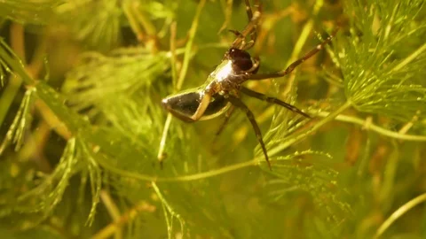 Diving bell spider. Water spider. Argyroneta aquatica. Swimming spider. Stock Footage 96090104