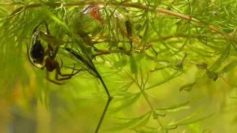 Diving bell spider. Water spider. Argyroneta aquatica. Swimming spider. Stock Footage 96090518