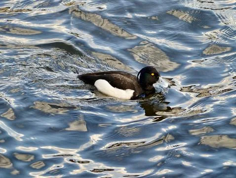 Diving bird displaying head turn and yellow eye. Duck in motion showing hea.. Stock Photos