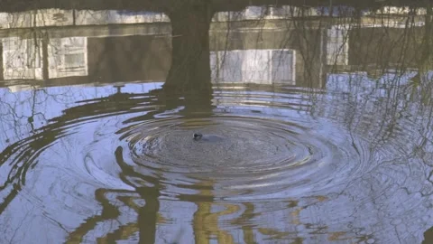 Diving bird Video stock 326971311