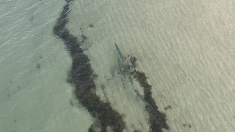 Diving with black tip shark Stock-Footage 127711892