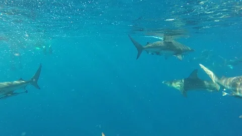 Diving with blacktip sharks Stock Footage 116268439
