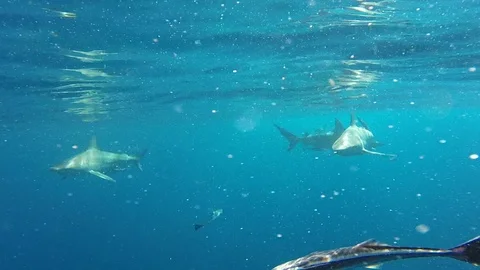 Diving with blacktip sharks Stock Footage 116269529