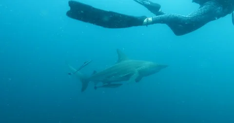 Diving with blacktip sharks Stock Footage 116270804