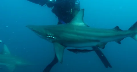 Diving with blacktip sharks Stock Footage 116271701
