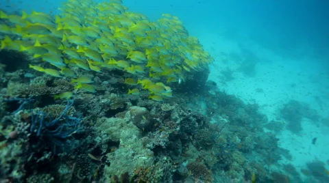 Diving with blue stripe snappers part I Stock Footage 664754