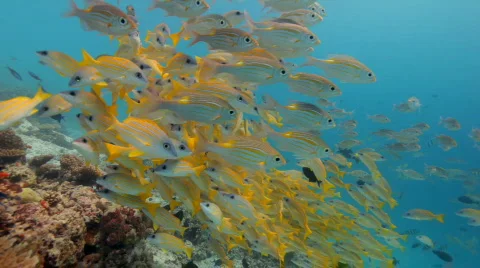 Diving with blue striped snapper shoal Vidéo 661292