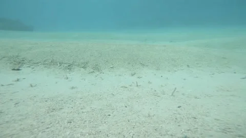 Diving at the bottom of the blue lagoon Stock Footage 157791487