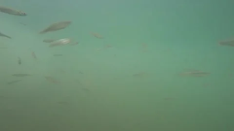 Diving to the bottom of a forest lake, fish under water Stock Footage 144815060