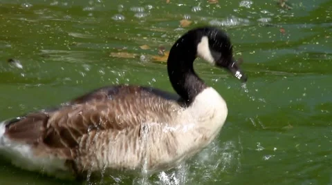 Diving Canada goose Stock Footage 8621610