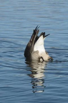 Diving Canada goose Stock Photos