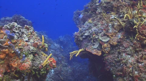 Diving in the Caribbean Vidéo 5087107