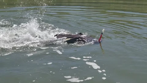 Diving to catch sea cucumbers, wild fishing to catch sea cucumbers Stock Footage 273431132