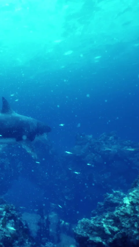 Diving in a clear ocean water with a shark swimming near the ocean floor Stock Footage 337924993