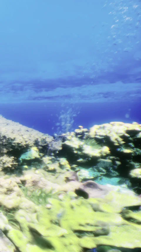 Diving in clear water among coral reefs and fish in the ocean Stock Footage 331761863