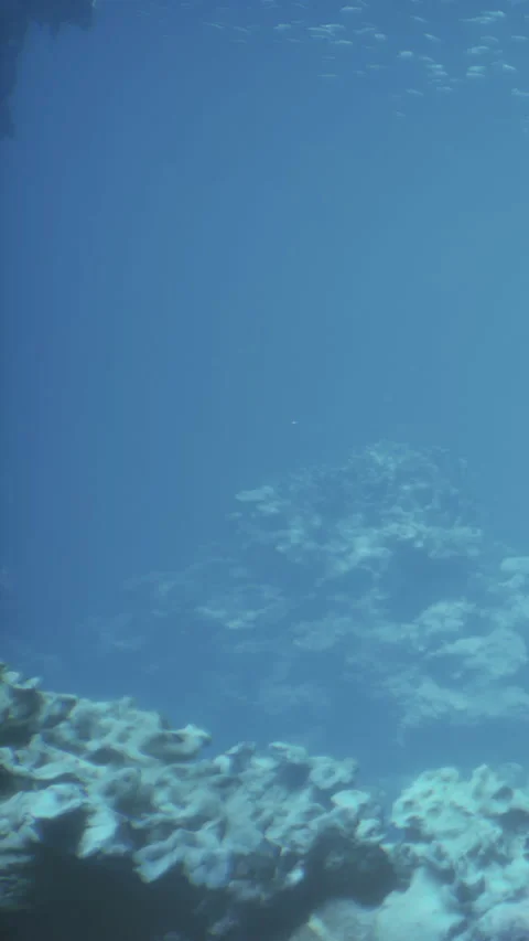 Diving into clear water with coral reef below and minimal marine life present Stock Footage 339511262
