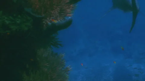 Diving in clear water with fish and coral near a reef Stock Footage 344889396